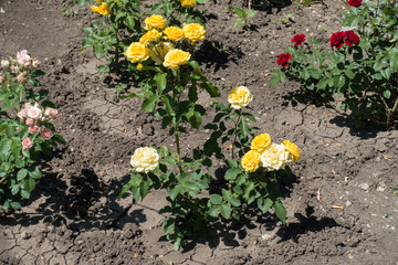Light pink, yellow and red rose bushes in the garden