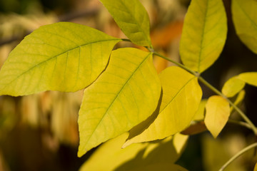 nature light on an yellow autumn leaves . beautiful autumn background 