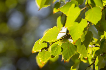  Nature light through the leaf. Green nature tree leaf background in morning light with copy space. Fresh natural background.
