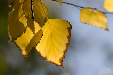 nature light on an yellow autumn leaves . beautiful autumn background 