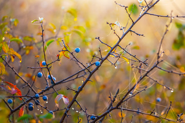 closeup blackthorn bush in a morning mist and water drop, beautiful autumn nature background