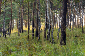 Summer forest landscape. Mixed Siberian forest. Windy day.