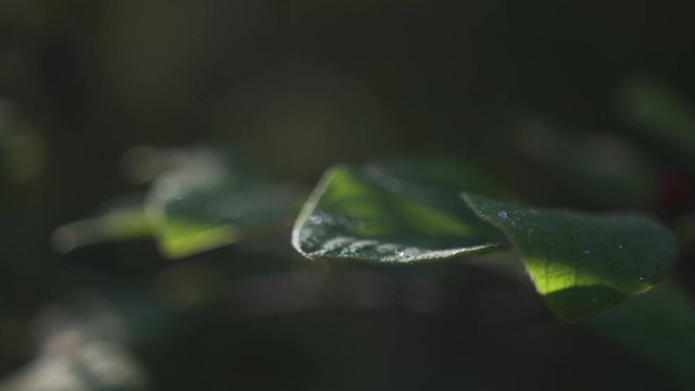 Slow motion of water droplets on the Plants