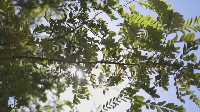 Light Leaking Through Leaves from Above