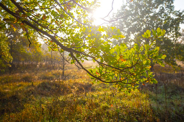 closeup oak tree branch in a sunlight, early morning outdoor forest background