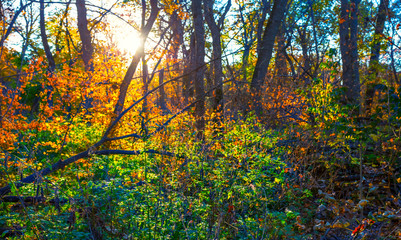 evening sun rays pushing through red autumn forest, autumn forest sunset background