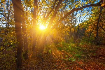 beautiful autumn forest glade at the sunset, sun pushing through the tree branch, forest glade in a red dry leaves at the evening