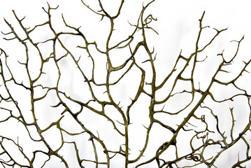 Coral Gorgonaria on a white background