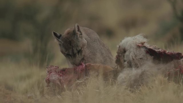 Puma tearing apart kill after hunt