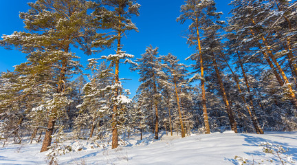 beautiful bright pine tree forest in a snow and blue sky, sparkle winter day scene