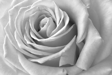 Fototapeta premium biała róża na czarnym tle