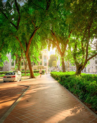 Path in park beside the road in the city. Green tree in garden in the morning. Car parking area for...