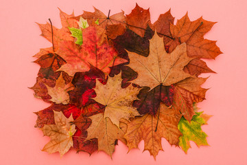 Autumn composition. Red and orange leaves. Natural autumn background. A bunch of bright maple leaves