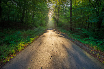 Obraz premium Wald-Wanderweg Hohenstein Süntel im Gegenlicht