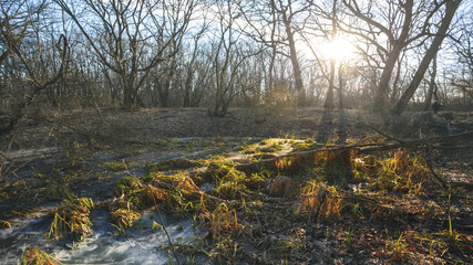 quiet empty autumn forest at the sunset, sad relaxation autumn background