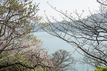 Fototapeta premium tree in the sky