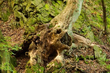 Bizarr geformte Baumwurzel vor felsigem Hintergrund im Harz