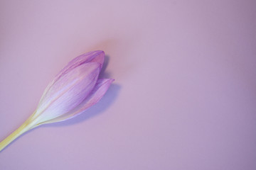 Flower miniature of a beautiful pale purple isolated crocus on a pale purple background in the left corner
