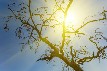 closeup dry pine tree branch on a blue sky background in a sparkle sunlight
