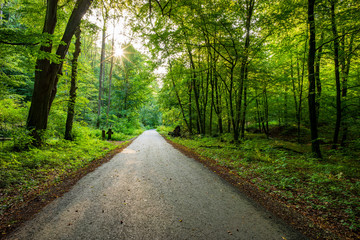 Obraz premium Wald-Wanderweg Hohenstein Süntel im Gegenlicht