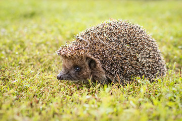 hedgehog on the grass © alexbush