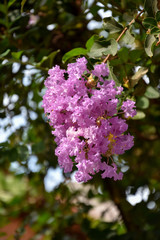 branch of lilac