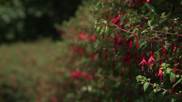 Steady, medium close up shot of fuchsia bushes swaying in the breeze.