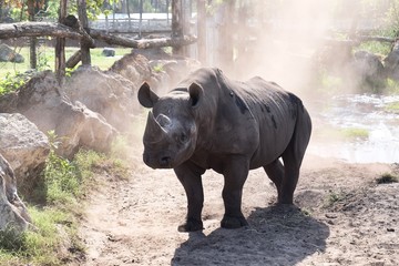 Naklejka premium portrait of a black rhinoceros