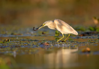 squacco heron (Ardeola ralloides) in the winter plumage filmed in soft morning light. Keeps in its beak caught prey - a large loach. Unusual angle and close-up photo