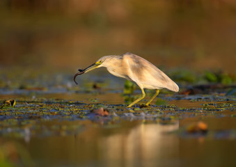 squacco heron (Ardeola ralloides) in the winter plumage filmed in soft morning light. Keeps in its beak caught prey - a large loach. Unusual angle and close-up photo