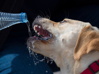 dog drinking water showing teeth