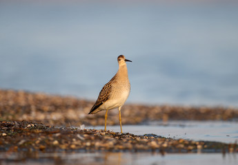 The ruff (Calidris pugnax) in winter plumage filmed in the rays of soft morning light. Close-up and detailed photo