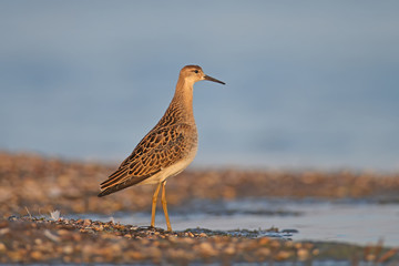 The ruff (Calidris pugnax) in winter plumage filmed in the rays of soft morning light. Close-up and detailed photo