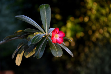 Flower