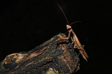 Mantis