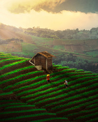 The green lands of Onion Fields 