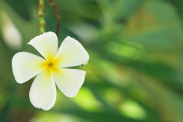 White Plumeria flower on a green background in a natural environment with a drop of water. Frangipani flower on a tree on a clear day.