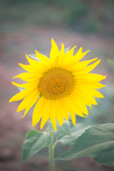A sun flower in a field of sunflowers