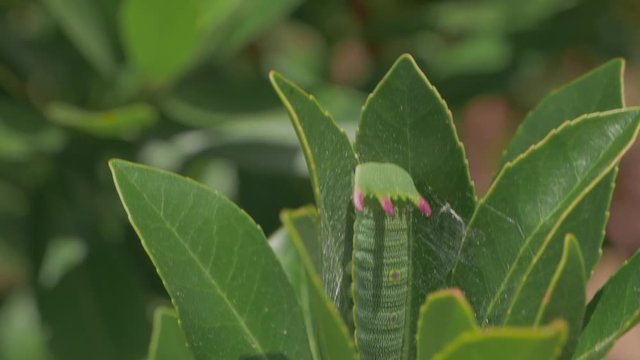 Charaxes Jasius caterpillar on a green strawberry tree leaf under the sun seen from the back in monchique