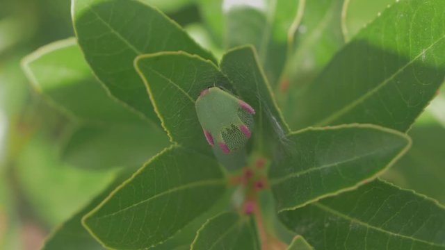 Charaxes Jasius caterpillar on a green strawberry tree leaf hidden from the sun viewed from the top in Monchique