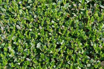 Obraz premium Green lush leaf background, natural leaves plant pattern or textur