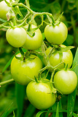 Tomato bush