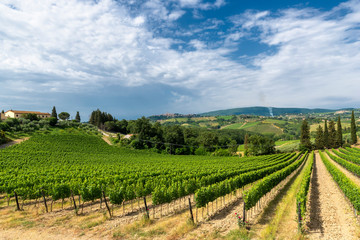 Fototapeta na wymiar Summer landscape in the Chianti region at summer
