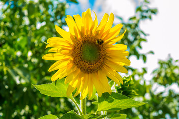 Sunflower