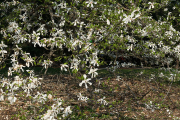 Flowering magnolia tree with white and pink flowers