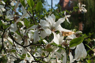 Flowering magnolia tree with white and pink flowers
