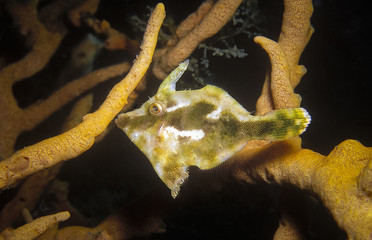 Naklejka premium Close up of Bristle tail filefish, taken at Lembeh in Indonesia. 