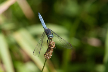 libellula su una pianta acquatica
