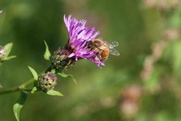 l'ape prende il nettare dal fiore