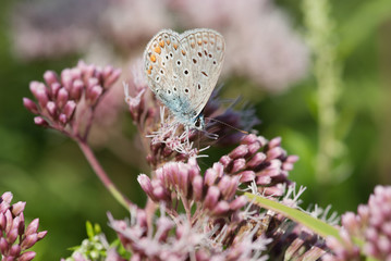 la farfalla prende il nettare dal fiore